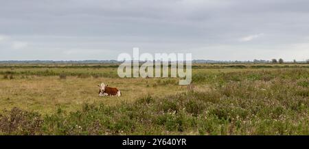 Una vista grandangolare di un paesaggio rurale. Una sola mucca marrone e bianca solitaria è sdraiata in primo piano. C'è spazio per la copia Foto Stock