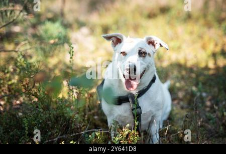 Un felice cane bianco siede in una lussureggiante foresta verdeggiante, godendosi la calda luce del sole che filtra attraverso gli alberi Foto Stock