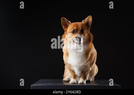 Un cane Pembroke Welsh Corgi seduto su una piattaforma nera su uno sfondo scuro. Foto Stock
