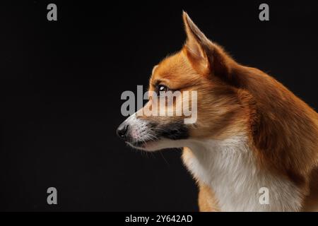 Profilo laterale di un cane Pembroke Welsh Corgi su sfondo scuro, ritratto del cane con vista laterale Foto Stock