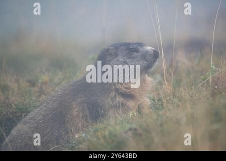 Marmotta alpina nella nebbia, Marmota marmota, Coll de Pal, Catalogna, Spagna Foto Stock