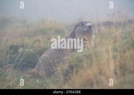 Marmotta alpina nella nebbia, Marmota marmota, Coll de Pal, Catalogna, Spagna Foto Stock