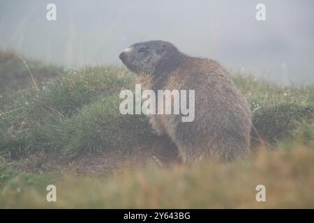 Marmotta alpina nella nebbia, Marmota marmota, Coll de Pal, Catalogna, Spagna Foto Stock
