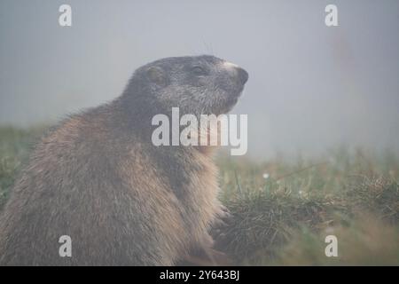 Marmotta alpina nella nebbia, Marmota marmota, Coll de Pal, Catalogna, Spagna Foto Stock