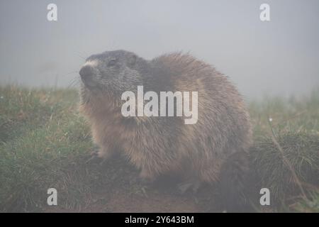 Marmotta alpina nella nebbia, Marmota marmota, Coll de Pal, Catalogna, Spagna Foto Stock