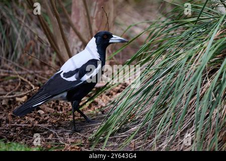 Vista laterale di un magpie australiano maschile che tiene un gustoso granturco o verme nel suo becco, mentre si trova in giardino Foto Stock