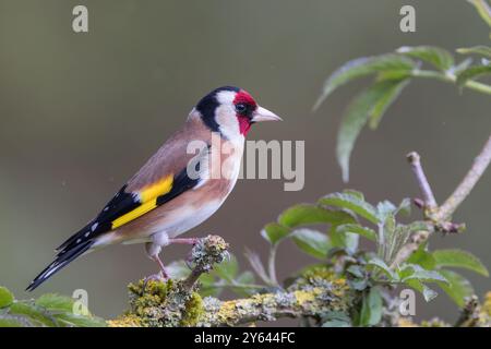 European Goldfinch [ Carduelis carduelis ] su ramo coperto di lichene Foto Stock