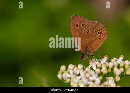 Grande farfalla marrone su fiori bianchi, Ringlet, Aphantopus hyperantus Foto Stock