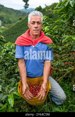 Uomo latino che raccoglie bacche di caffè da una pianta di caffè, piantagione di caffè biologico in Colombia, Manizales, Colombia - foto di scorta Foto Stock