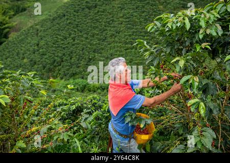 Uomo latino che raccoglie bacche di caffè da una pianta di caffè, piantagione di caffè biologico in Colombia, Manizales, Colombia - foto di scorta Foto Stock