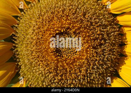 Primo piano di un girasole che mostra la consistenza dettagliata dei suoi semi e petali alla luce del sole. Foto Stock