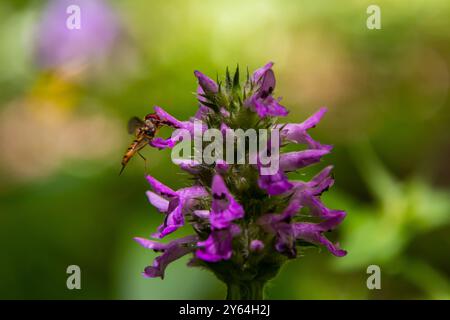 Betonica officinalis Stachys officinalis, comunemente nota come ortica comune, betonia, betonia del legno, erba bishopwort o erba vescovile, è una specie di flo Foto Stock