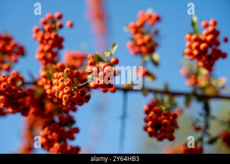 Un mucchio di bacche rosse su un ramo d'albero. Le bacche sono piccole e rotonde, raggruppate insieme. Il cielo è blu e limpido e il sole splende luminoso Foto Stock