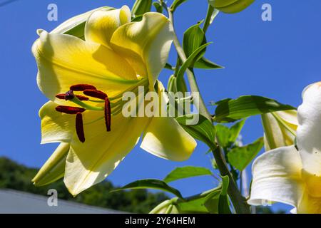 fiori gialli di lilio con burroni e foglie verdi. Foto Stock