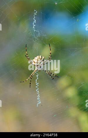 Primo piano di una lobata di Argiope sulla sua ragnatela Foto Stock