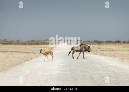 Antilopi di Springbock e degli antilopi degli antilopi (o gnu) che attraversano una strada sterrata nel Parco Nazionale di Etosha, safari naturalistico e safari in Namibia, Africa Foto Stock