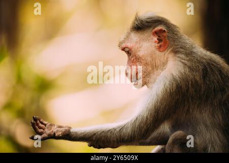 Goa, India. Old Bonnet Macaque - Macaca radiata o Zati è alla ricerca di pulci. Primo piano Foto Stock