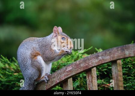 Scoiattoli che mangiano pane Foto Stock