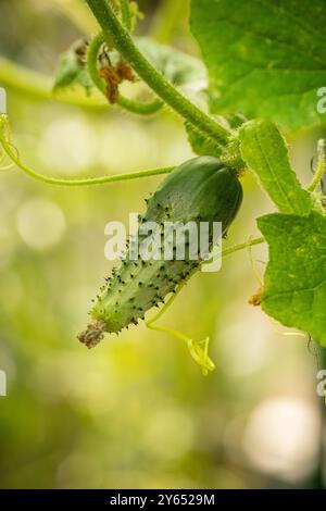 Piccolo cetriolo verde appeso alla pianta in giardino Foto Stock