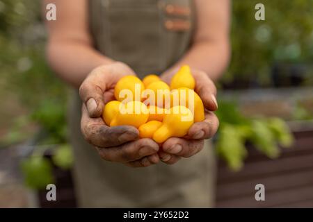L'agricoltore tiene in mano una manciata di pomodori gialli appena raccolti Foto Stock