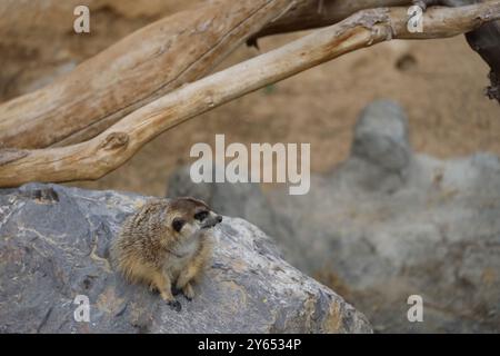 Un meerkat seduto su una roccia, circondato da elementi naturali come legno e pietre. Il meerkat ha un'espressione curiosa, guardando da un lato, con Foto Stock