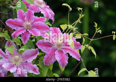 Clematis Dottor Ruppel, le prime clematidi a fiore grande, scalatore deciduo, fiorisce rosa pallido con un'ampia barra centrale rosa rossastro, leggermente ondulata Foto Stock