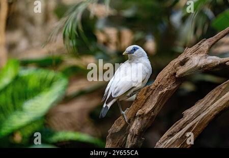 Bali Myna (Leucopsar rothschildi), originaria di Bali, Indonesia Foto Stock