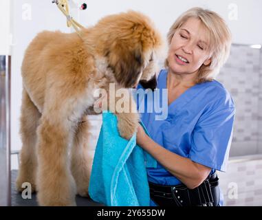 Donna matura parrucchiere salvietta cucciolo di cane afghano nel parrucchiere per cani Foto Stock