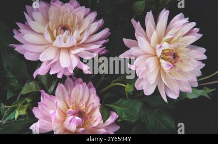 Tre fiori dahlia rosa pallido fioriscono splendidamente su uno sfondo di verde scuro, creando una composizione naturale serena ed elegante. Fl. Moody Foto Stock