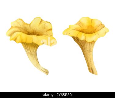 Illustrazione in acquerello con funghi gialli e lampadari dorati, isolata su sfondo bianco. Cibo forestale europeo Foto Stock