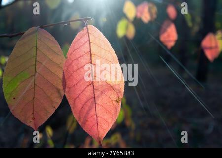 Foglie autunnali colorate nella foresta serale su un ramo, sotto i raggi del sole che tramonta. Messa a fuoco selettiva Foto Stock