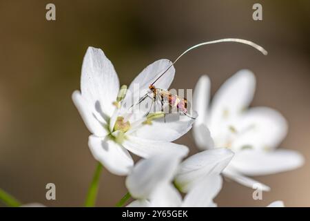 Una falena longhorn marrone - adela croesella - si siede su un fiore Foto Stock