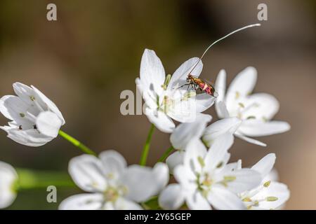 Una falena longhorn marrone - adela croesella - si siede su un fiore Foto Stock