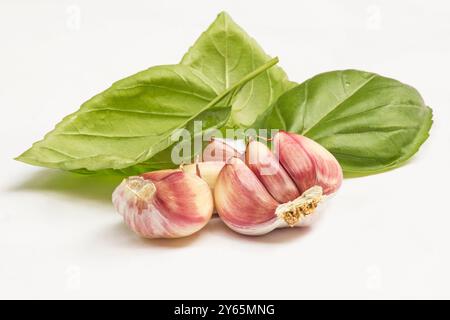 Foglie di basilico (Ocimum basilicum) e spicchi d'aglio su sfondo bianco Foto Stock