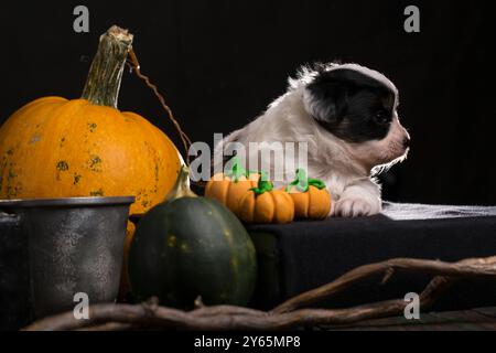 Un cucciolo bianco e nero di razza papillon è appeso su un libro nero accanto a una zucca e tre zucche arancioni. Concetto di Halloween Foto Stock