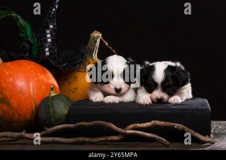 Due cuccioli di razza papillon sono disposti su un libro nero accanto alle zucche arancioni. Concetto di Halloween Foto Stock