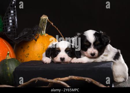 Due cuccioli di razza papillon sono disposti su un libro nero accanto alle zucche arancioni. Concetto di Halloween Foto Stock