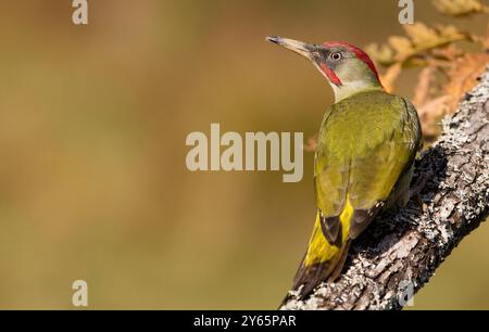 picchio verde vivace, picus viridis, seduto su un ramo ricoperto di licheni, che mostra la sua impressionante corona rossa e le parti inferiori di colore giallo in un sof Foto Stock