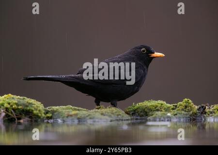 Un uccello nero comune, Turdus merula, si mette in guardia su una superficie coperta di muschio, con le sue piume che brillano in una leggera pioggia, contro un dorlo morbido e scuro Foto Stock