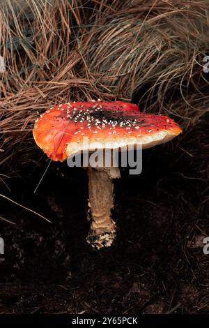 Questa suggestiva immagine cattura un fungo rosso brillante con macchie bianche circondate da terreno scuro e erba secca, mettendo in risalto la bellezza della natura che si trova Foto Stock