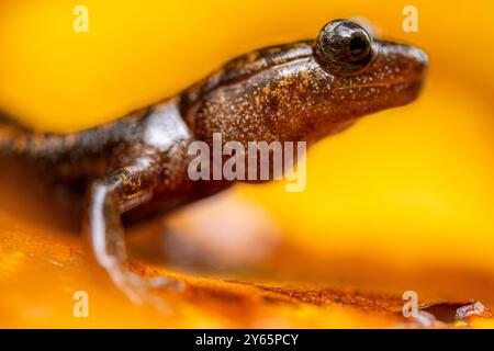 Una dettagliata immagine ravvicinata di una salamandra iberica arroccata delicatamente su una foglia gialla vibrante, catturata nei lussureggianti paesaggi delle Asturie, Spai Foto Stock
