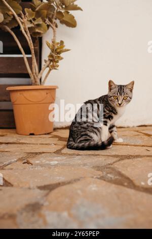 Un gatto da tabby con gli occhi gialli colpisce siede accanto a una grande pianta in vaso, posizionata graziosamente su un pavimento piastrellato rustico. La scena evoca una cupola serena Foto Stock
