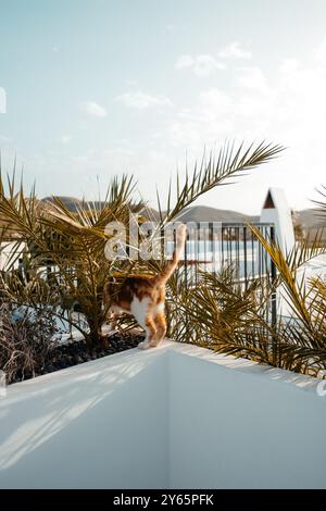 Un gatto di zenzero cammina lungo una siepe bianca circondata da lussureggianti piante tropicali, crogiolandosi alla calda luce del sole, creando una scena serena che evoca un senso di Foto Stock