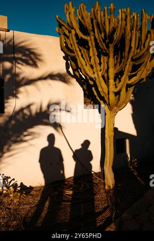 Persone irriconoscibili che gettano lunghe ombre accanto a un cactus ad Agua Amarga, Spagna. La scena cattura le silhouette con un contorno nitido e luminoso Foto Stock