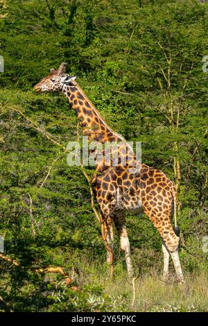 Una maestosa giraffa si allunga lungo il collo per pascolare tra i vibranti alberi verdi di Nakuru, Kenya, illustrando la bellezza naturale e il subacqueo della fauna selvatica Foto Stock