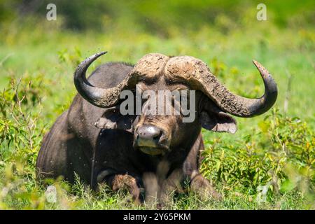 Un'intensa immagine ravvicinata cattura un bufalo del Capo che riposa tra la lussureggiante vegetazione di Nakuru, in Kenya, la presenza dominante del bufalo è evidenziata Foto Stock