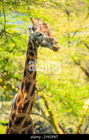 Un'immagine ravvicinata dettagliata di una giraffa con un vivace sfondo verde, catturata nella natura selvaggia di Nakuru, Kenya Foto Stock