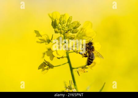 Immagine ravvicinata che cattura la delicata interazione di un'ape di miele con fiori gialli luminosi su sfondo giallo sfocato. Foto Stock