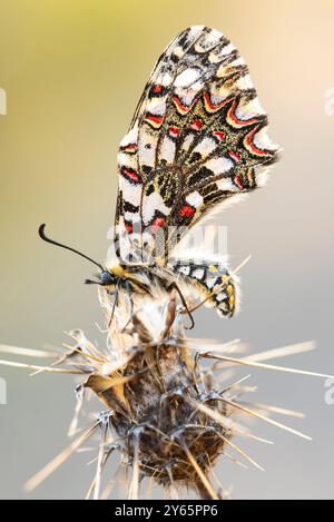 Un'incredibile immagine ravvicinata che cattura una farfalla di arlecchino, la Zerynthia rumina, arroccata sulla testa del seme di una pianta secca, mostrando la sua vibrante vittoria Foto Stock