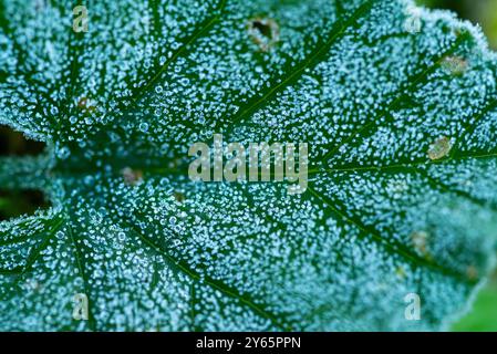 Foto macro di una fresca foglia verde densamente ricoperta di fresche gocce di rugiada del mattino, che mostra la delicata bellezza della natura con una prospettiva rinfrescante. Foto Stock